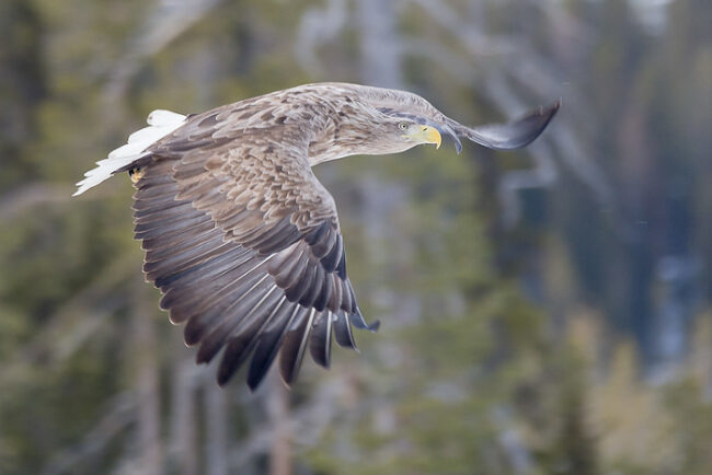 Pigargo-europeo-Haliaeetus-albicilla_fotoOlliLamminsalo-Finnature