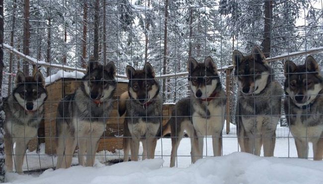 Polar Speed huskys 