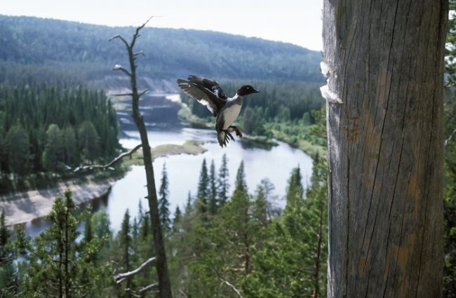 Porrón osculado y el río Oulankajoki en el parque nacional de Oulanka 