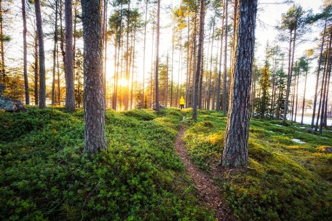 Puesta de Sol en el bosque de Finlandia 