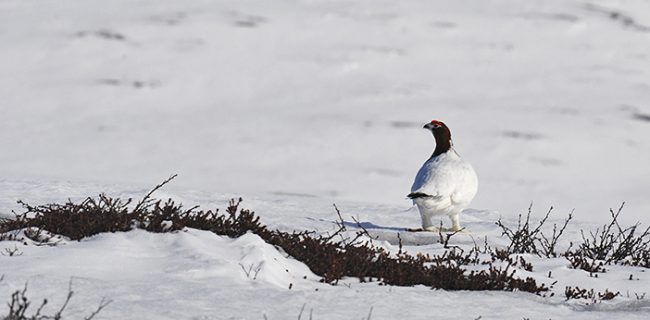 Perdiz de Escandinavia en primavera en la reserva de Pulju 