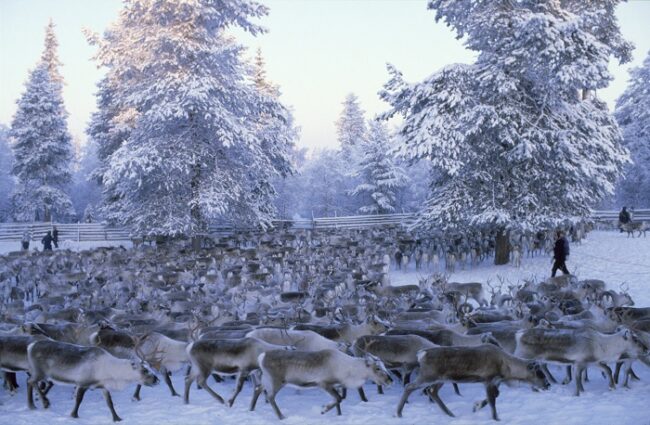 Rebaño-de-renos-en-una-granja-de-Laponia_fotoVisitFinland