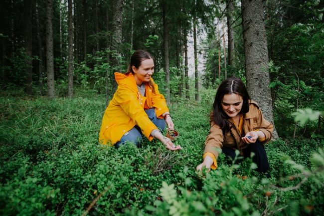 Recogiendo bayas en el bosque del Parque Nacional de Etelä-Konneveden 