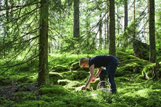 Recogiendo frutas de bosque 