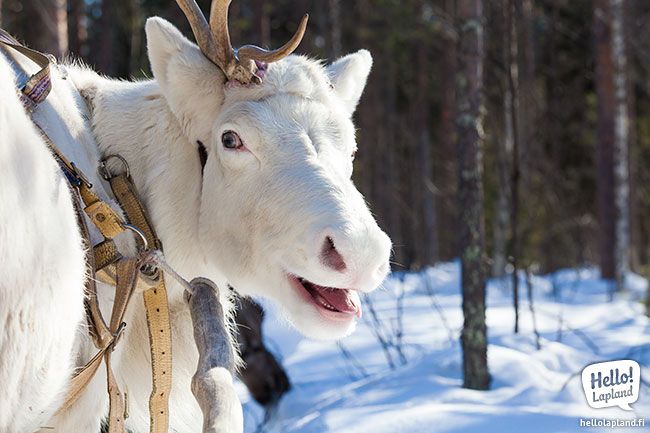 Reno blanco (Foto HelloLapland)