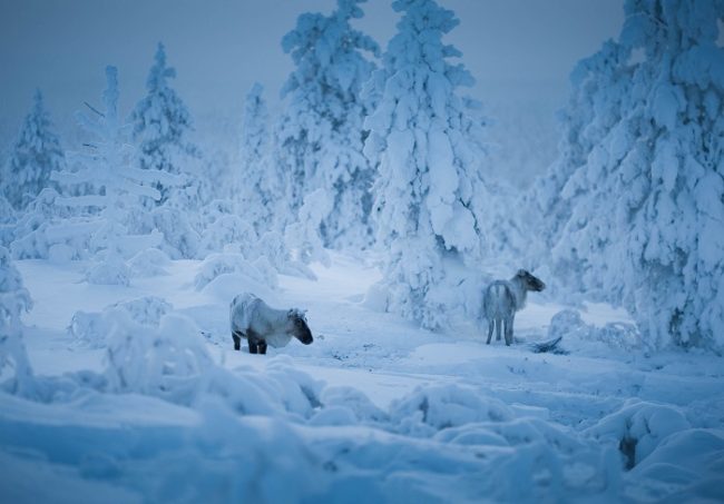 Renos en invierno en los alrededores de Saariselkä 