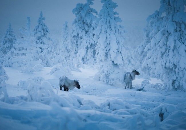 Renos en el bosque de Saariselkä en invierno (foto:VisitFinland)