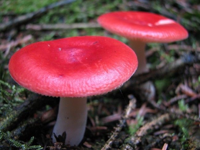 Russula emetica 