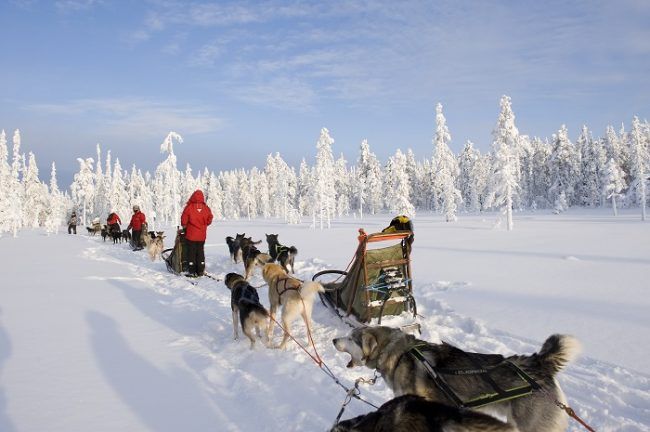 Safari con huskys en Harriniva 