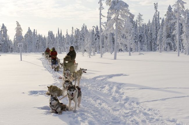 Safari con perros husky en Harriniva