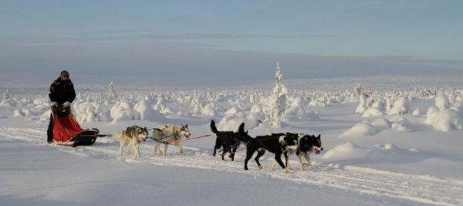 Safari con perros husky en Hetta