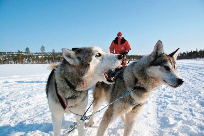 Safari con perros husky 