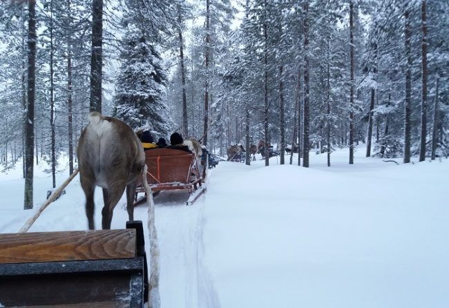 Safari de renos en Salla 