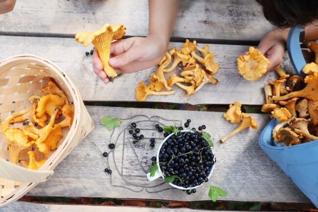 Setas y bayas. Las frutas del bosque (foto:HarriTarvainen-VisitFinland)