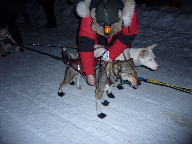 Veterinario controlando a los perros