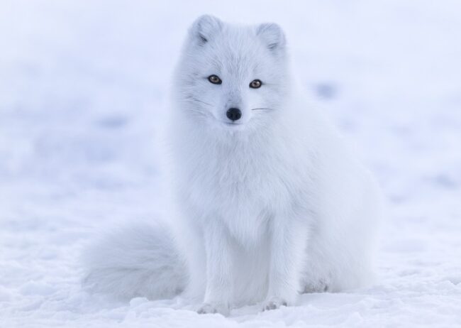 Zorro-Ártico-con-su-pelaje-de-invierno_fotoViquipedia-JohathenPie