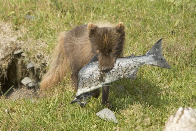 Zorro-Ártico-con-un-salmón-en-verano_fotoWikipedia-HillebrandSteve