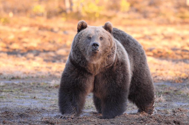 Oso marrón