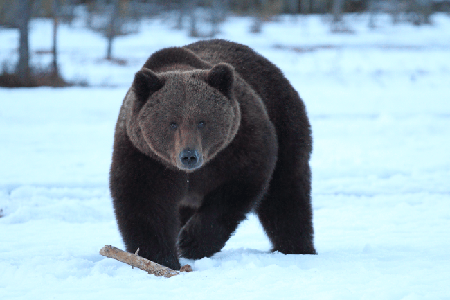 Oso marrón 