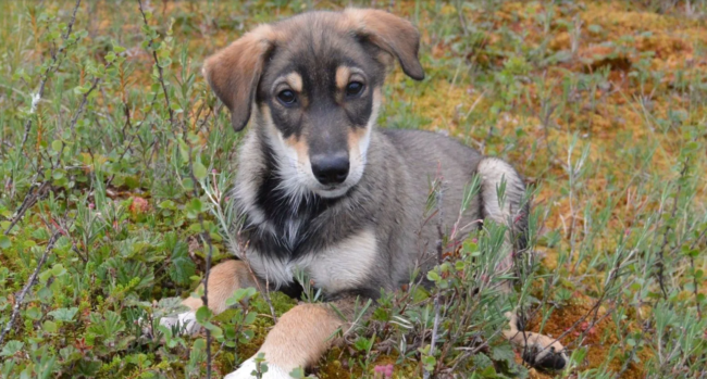 Cachorro-husky-de-Alaska-en-verano_fotoPinewoodsHuskies