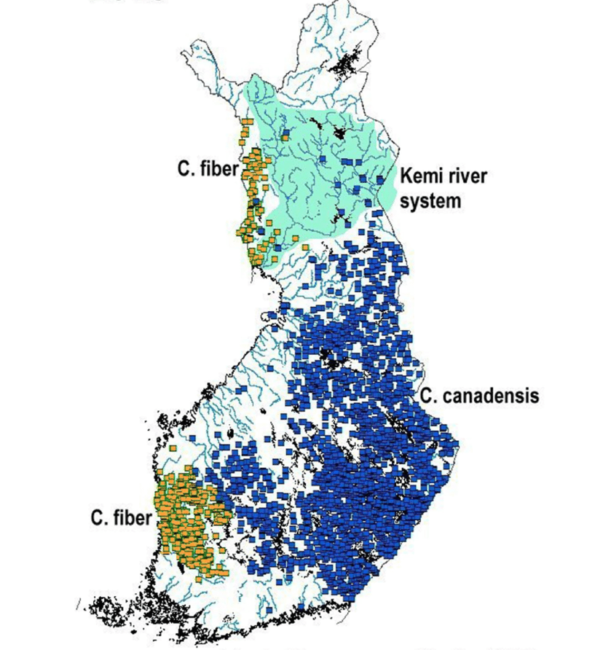 Distribución-del-castor-europeo-castor-fiber-y-el-castor-americano-castor-canadensis-en-Finlandia_fotoReserachgate