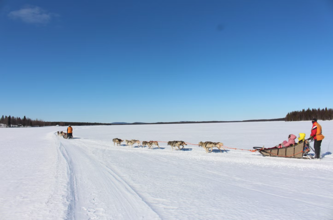 Durante-un-safari-con-perros-husky-de-Siberia-cerca-de-Levi_fotoLeviHuskyPark