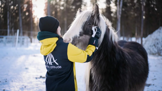 El-caballo-Irish-Cob-es-muy-dócil_fotoArcticAttitude