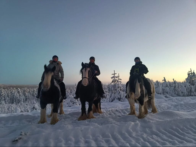 Excursión-con-caballos-Irish-Cob-en.Laponia_fotoArcticAttitude