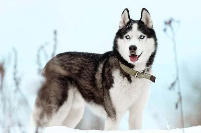 Husky-de-Siberia-de-ojos-azules_fotoAmericanKennelClub