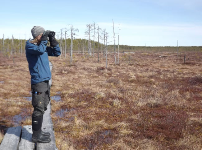 Los-pantanos-del-Parque-Nacional-de-Patvinsuo-son-lugar-perfecto-para-observar-aves-y-tal-vez-algún-oso_fotoHeidiKilpeläinen-VisitFinland