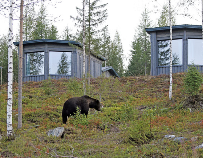 Oso-pardo-en-Finlandia-cerca-de-las-cabañas-escondite_fotoBearCentre