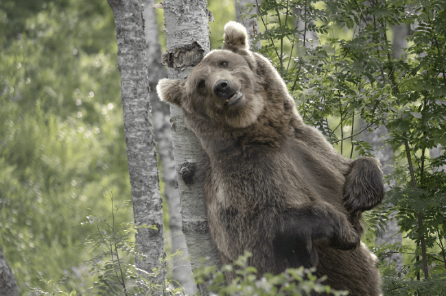 Oso rascandose 