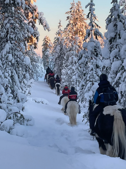 Paseando-por-un-camino-angosto-con-caballos-Irish-Cob-en-Laponia_fotoNordicTravels